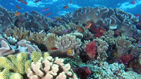 News Nasa Tests Observing Capability On Hawaiis Coral Reefs