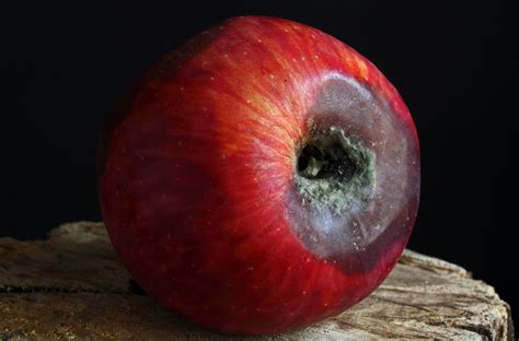 Rotting Apple With Mouldy Growth Free Stock Photo Public Domain Pictures