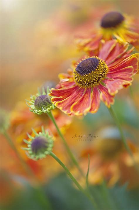 Sunshine On A Rainy Day Flowers Beautiful Blooms Beautiful Flowers