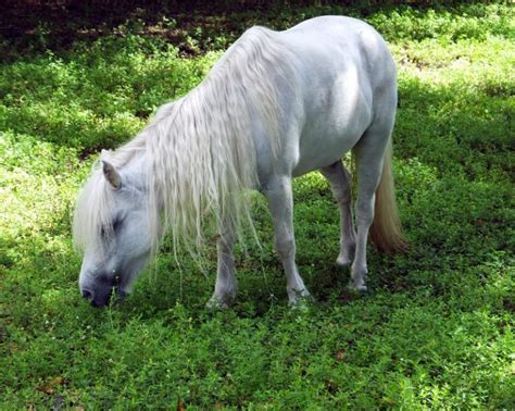 Can Miniature Horses Eat Carrots All You Need To Know