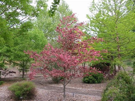 Echo Or The Tri Color Beech Is A Favorite In Echos Oregon Trail