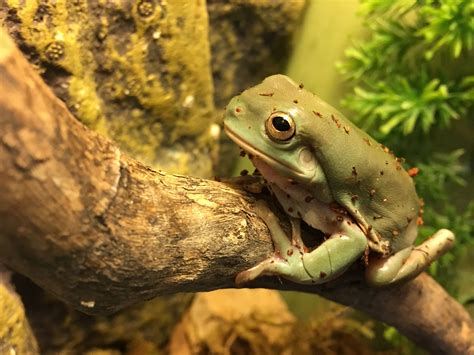 Australian Green Tree Frog Litoria Caerulea Animal Sounds Animals