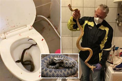 Man Was Bitten By Python In The Toilet As Deadly Snake Bites Rapidly