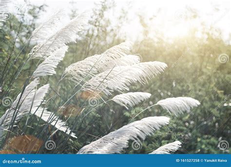 Windy Day Stock Image Cartoondealer