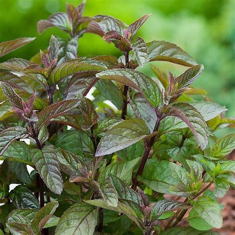 La mentha x piperita 'schokominze' se distingue pour son feuillage aromatique exceptionnel avec un parfum étonnant de chocolat mentholé. Mentha x piperita - Menthe Chocolat
