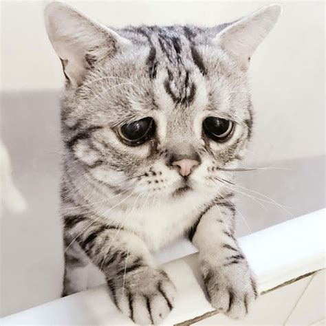 Sad Cat With Permanent Frown Named Luhu Finds Happiness