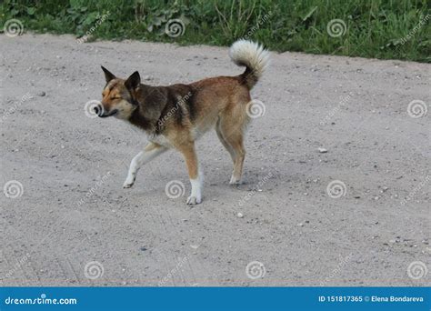 Cheerful Domestic Dog On The Road Stock Image Image Of Pebbles