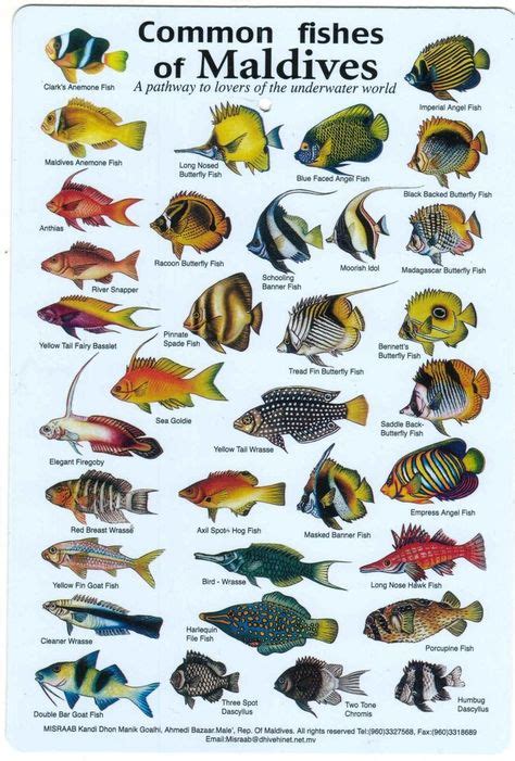 17 Best Cozumel Images Cozumel Fish Chart Cozumel Mexico