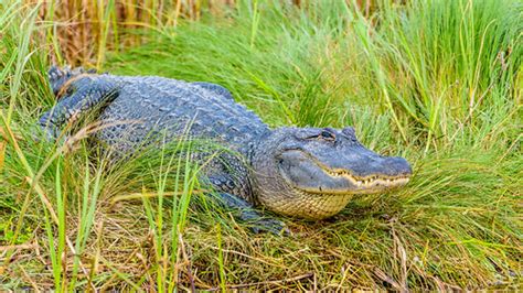 American Alligator Alligator Mississippiensis Location Flickr