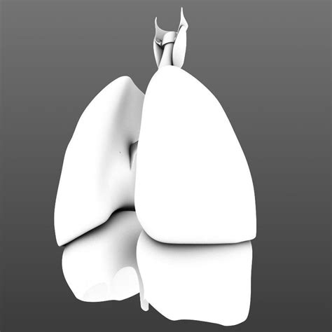 3d Model Lungs Animated Vr Ar Low Poly Animated Cgtrader