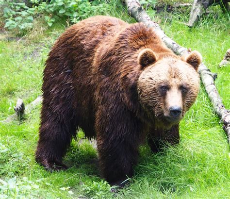 Eurasian Brown Bear Ursus Arctos Arctos 2020 06 20 Zoochat