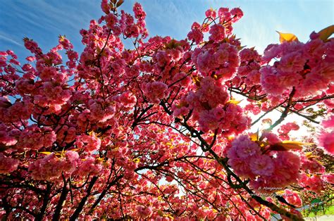 Cerisier Du Japon Fond Décran Hd Le Cerisier Japonais 85 Points De