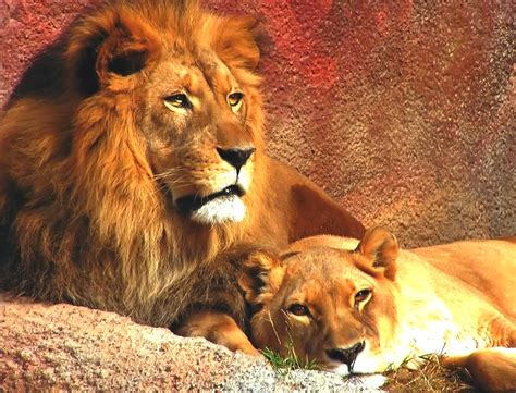 These iconic animals have powerful bodies—in the cat family, they're second in size. LIONS