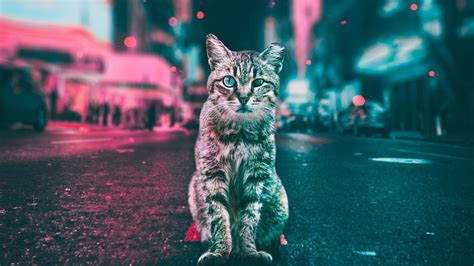 Cat Road Lights Hd Animals 4k Wallpapers Images