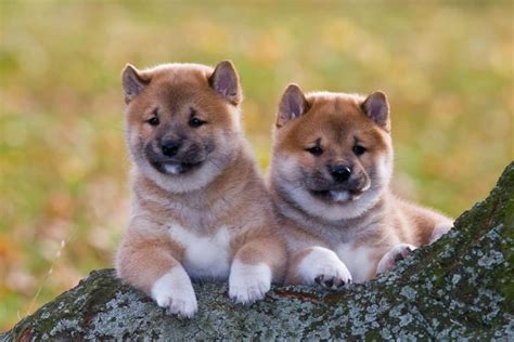 How Much Does A Shiba Inu Cost 2023 Price Guide