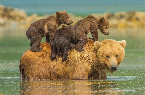 Bear Cubs On Their Mother Back Photo One Big Photo