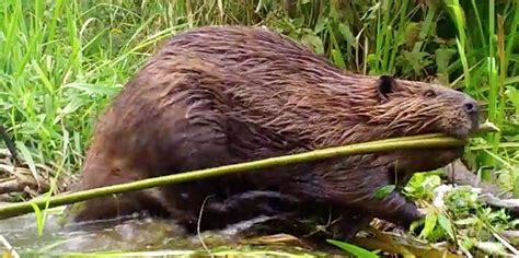 Beavers Our Allies In A Changing World Kestrel Land Trust