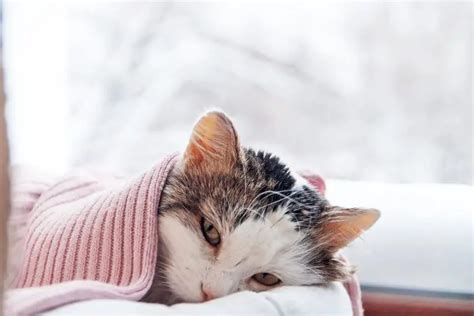 Breathing Difficulties In Cats Causes Symptoms Treatment And Prevention