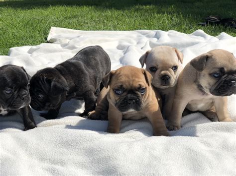 Sd bullies start at $3,500 for standard colors and rare/exotic colors start at $5,500. French Bulldog Puppies | San Diego | Left Coast Frenchies
