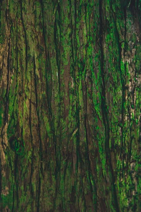 1920x1080px 1080p Free Download Wood Tree Texture Textures Bark