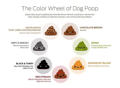 Dog Poop Color Meaning And Health Problem Signs Puppies Club