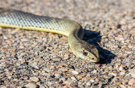 Serpiente bastarda características hábitat alimentación y reproducción