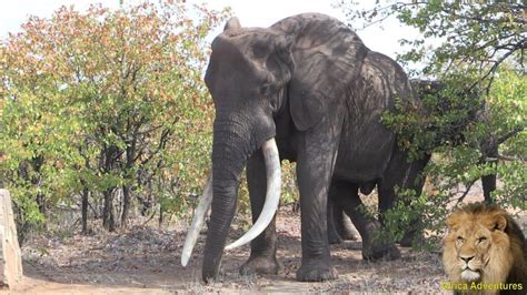 Masthulele The Largest Elephant Tusker Alive Amazing Footage
