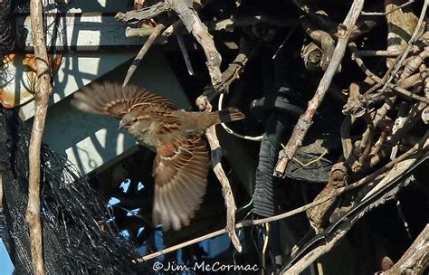 Ohio Birds And Biodiversity House Sparrows Nest In Osprey Nest