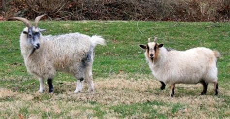 Pygora Goat Animal Facts Capra Aegagrus Hircus A Z Animals