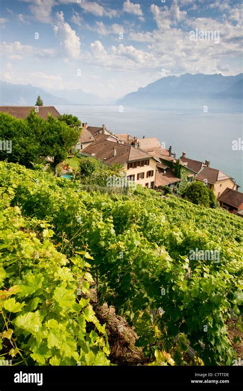 Lavaux Vineyard Terraces Unesco World Heritage Near Lake Geneva And