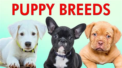 Puppy Breeds 101 Learn Different Breeds Of Puppies Breeds Of Dogs