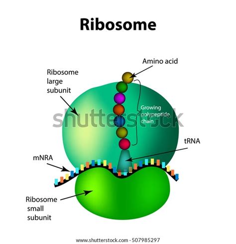 Structure Ribosome Infographics Vector Illustration On Stock Vector