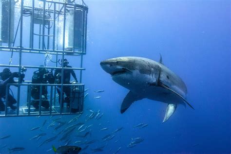 Great White Shark Cage Diving Cape Townexperience The Ultimate Thrill