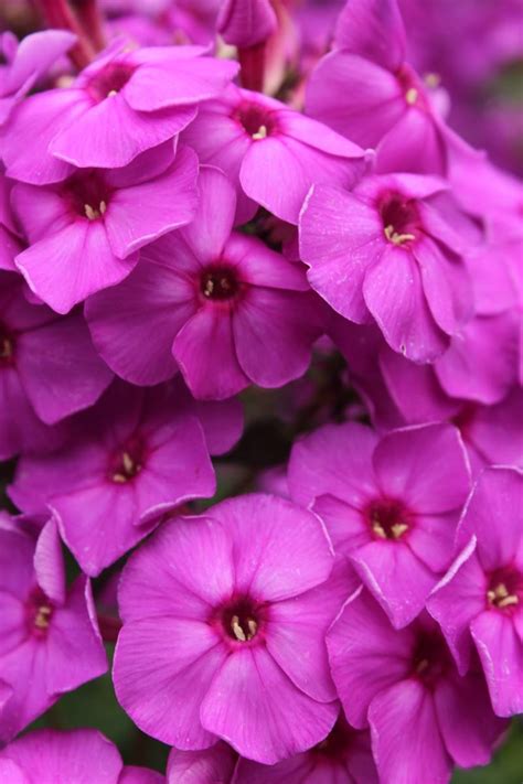 However there are many for best results grow in partial shade, water regularly and deadhead spent blooms to prolong flowering. Phlox pan, Purple Paradise | Verschoor Horticulture