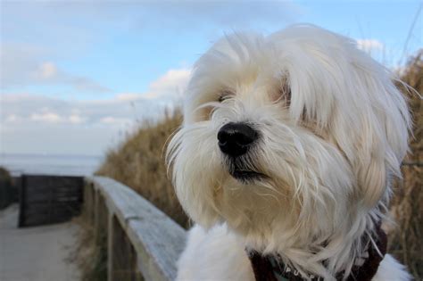 Coton De Tulear Haircut Best Haircut 2020