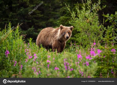Brown Bear Grizzly Bear Meadows Stock Photo By ©hecke06 300868834