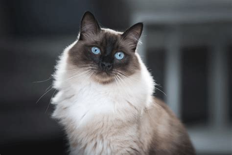 Everything You Need To Know About Seal Point Ragdoll Cats