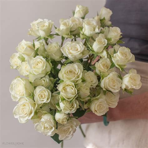 Cream Spray Roses White Spray Roses Diy Wedding Flowers Spray Roses