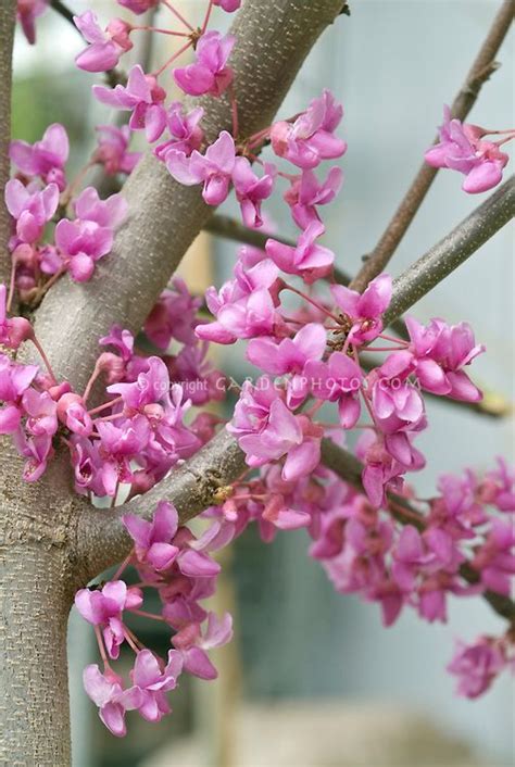 Eastern Redbud Tree Cercis Canadensis In Lavender Pink Spring Flowering