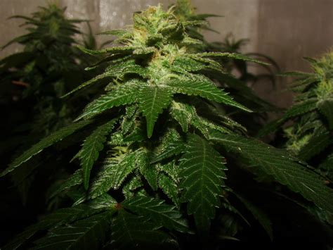 Ayahuasca purple™ feminised cannabis seeds from the official website of barneys farm®. ayahuasca purple 3 21-05-2018 (7).JPG - Fotos de Maconha - Growroom