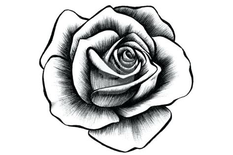 Rose Color Pencil Drawing Free Download On Clipartmag