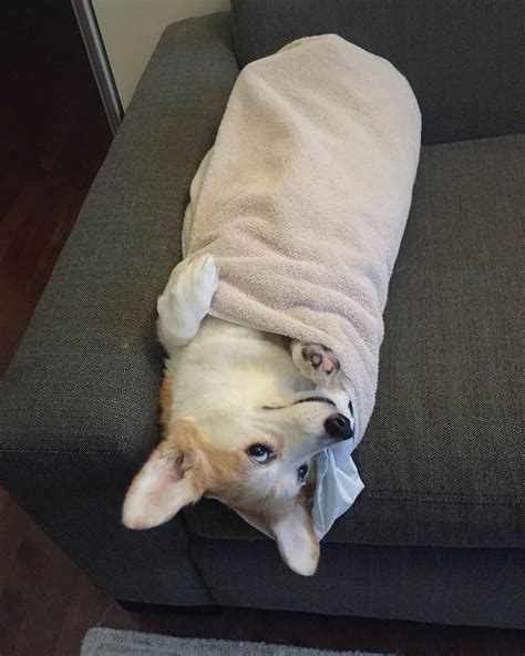 A Small Dog Laying On Top Of A Couch Wrapped In A Blanket And Looking