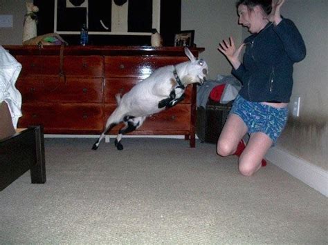 This Is What Happens When You Bring A Goat Indoors Rfunny