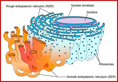 The endoplasmic reticulum (er) is, in essence, the transportation system of the eukaryotic cell, and has many other important functions such as protein folding. Endoplasmic Reticulum