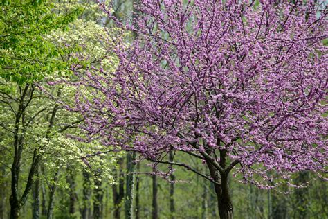 In north and south america, europe, and islamic countries, surveys have shown that green is most commonly associated with nature, spring, and good health. The Best Flowering Trees in the Spring in North Carolina ...