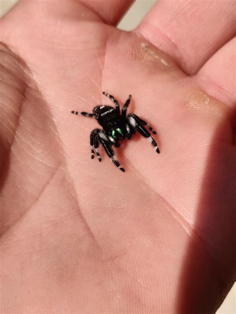 Found A Jumping Spider Who Jumped On My Hand Awwnverts