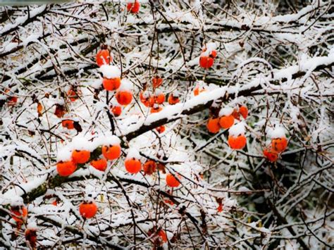 Winter 2020 Persimmon Tree