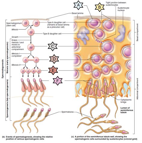 Figure 27 9 B Spermatogenesis Diagram Quizlet