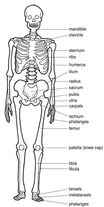 Bones Of The Anterior Skeleton