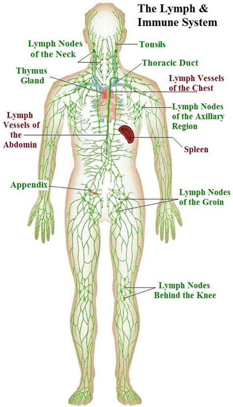 They are found throughout the body but are more concentrated in the axilla, groin and mesenteries. Lymph System | Be healthy Be smart | Lymphatic system ...